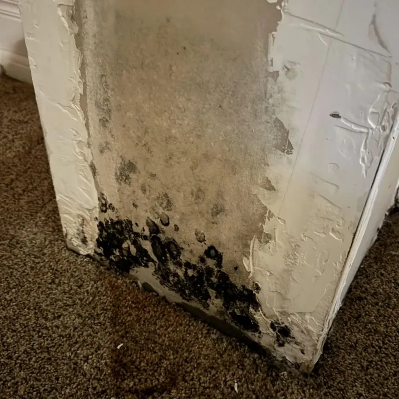 Professional Mold Removal in Rogers County, OK